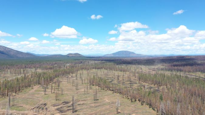 Once a charred landscape, the forests in Northern California and Southern Oregon are now well on their way to becoming fully restored after all the dead timber was removed. 