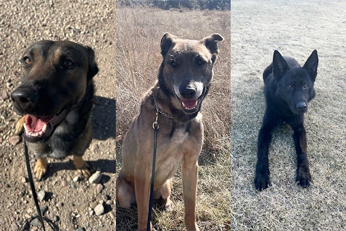 From left, Ferry, Maestro and Mavro From left, Ferry, Maestro and Mavro