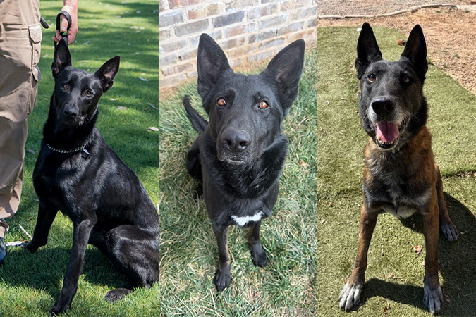 From left, Mayhem, Reddick and Savage From left, Mayhem, Reddick and Savage