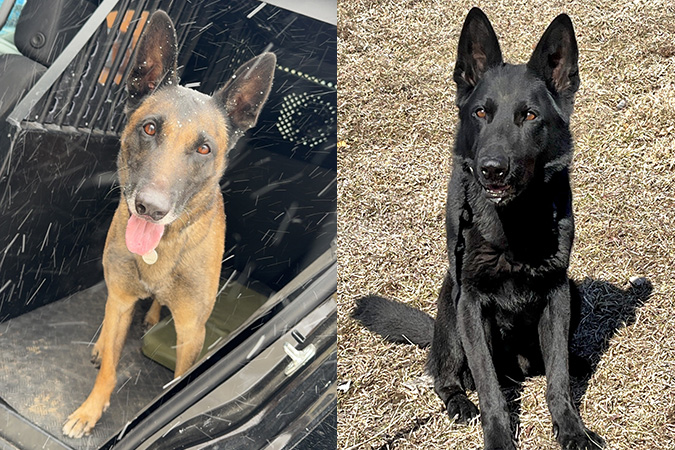 From left, Tsitfi and Zorro From left, Tsitfi and Zorro